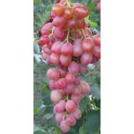 Саджанець Виноград Ювілей херсонського дачника в контейнері